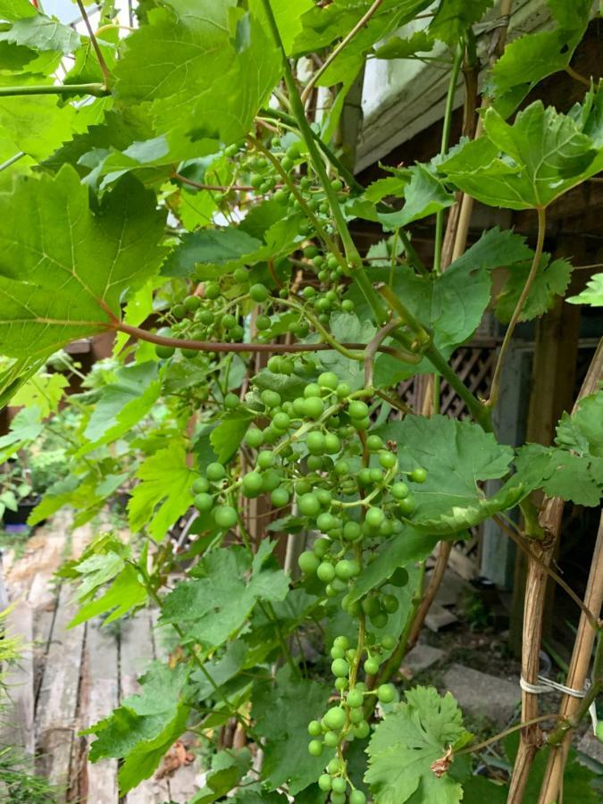 Cozy Beach Garden Homestay Surrey