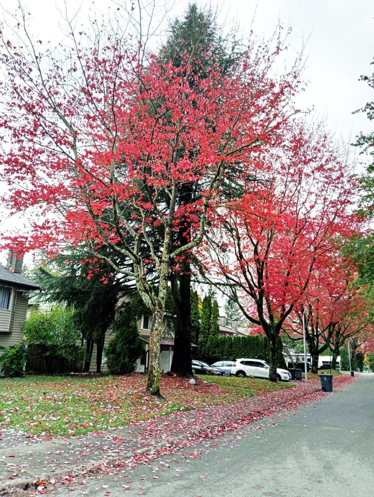 Homestay C4 Beautiful Comfy & Relaxed Private In Walkout Basement In A Great Location *