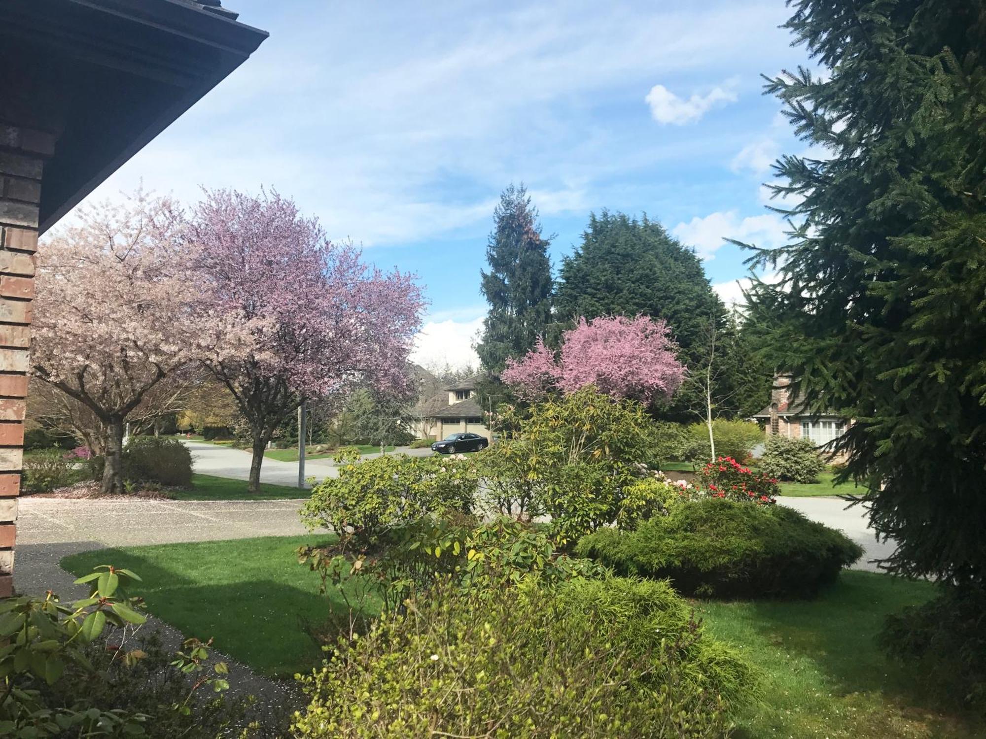 Elgin Bliss - White Rock * Surrey