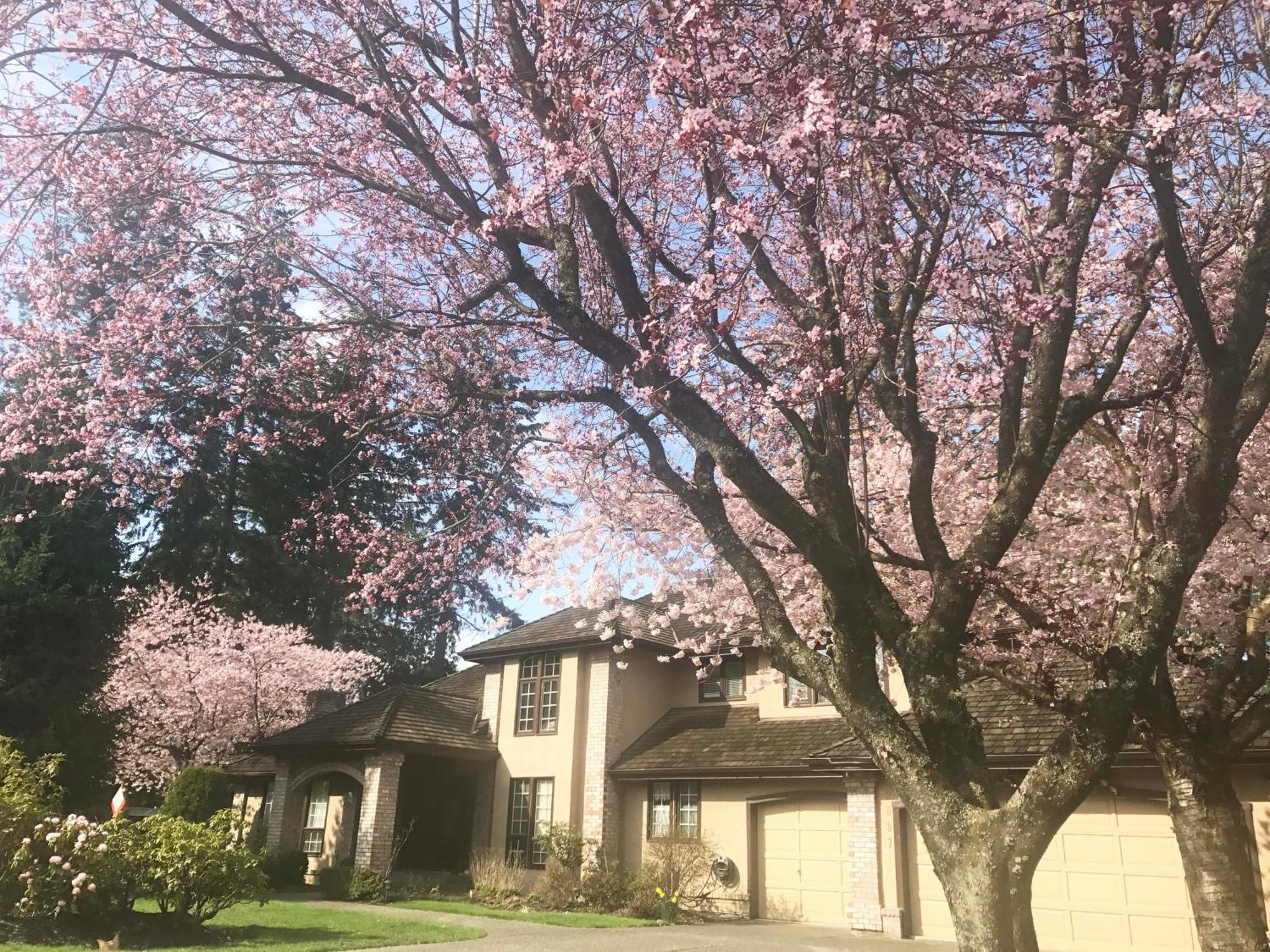 Elgin Bliss - White Rock Homestay *