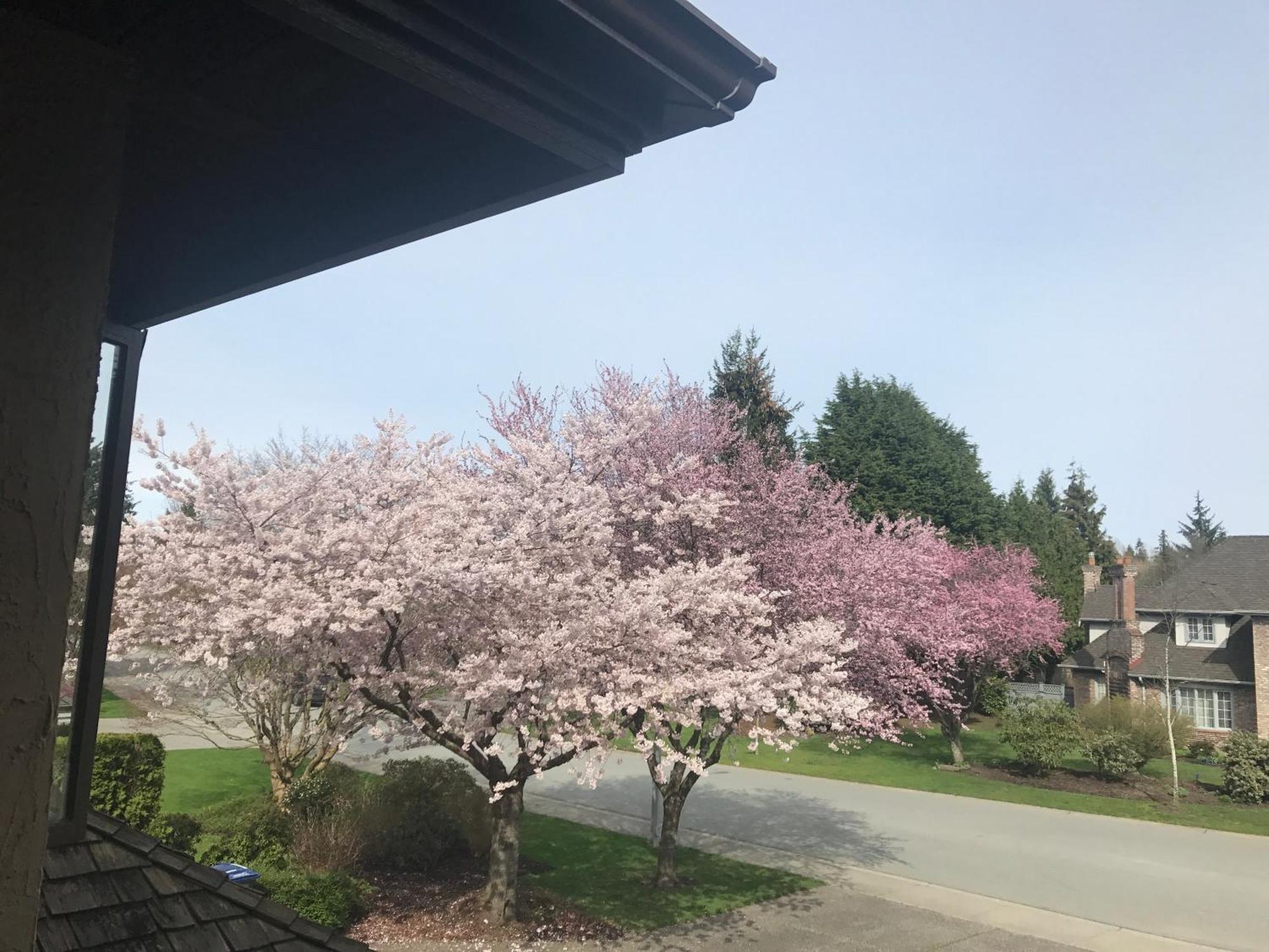 Elgin Bliss - White Rock * Surrey