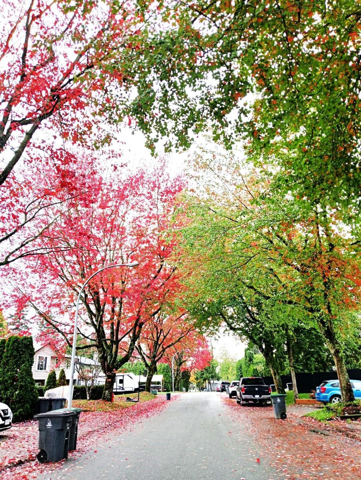 Homestay Cloverdale Bungalow- Beautiful Price 79 Cad Only Surrey